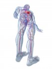 Серцево-судинна система в нормальному чоловічому організмі, низький кут зору, комп'ютерна ілюстрація . — стокове фото