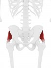 Esqueleto humano con glúteo rojo detallado músculo medio, ilustración digital . - foto de stock
