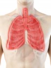 Lungs in anatomy of male body, computer illustration. — Stock Photo