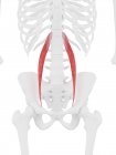 Menschliches Skelett mit rotfarbigem Psoas minor Muskel, digitale Illustration. — Stockfoto