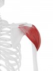 Menschliches Skelett mit detailliertem roten Deltamuskel, digitale Illustration. — Stockfoto