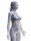 Жіноча анатомія, що показує з'єднання нирок і сечового міхура, комп'ютерна ілюстрація . — стокове фото