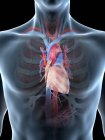 Anatomia cardiaca nel torace maschile, illustrazione al computer . — Foto stock