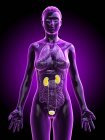 Silueta femenina con sistema urinario visible, ilustración digital . - foto de stock
