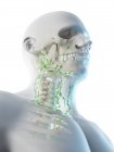 Sistema linfático masculino de pescoço e crânio, ilustração computacional . — Fotografia de Stock