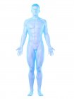 Modello del corpo umano che mostra anatomia maschile, illustrazione digitale . — Foto stock