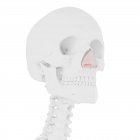 Esqueleto humano con cartílago nasal de color rojo, ilustración digital . - foto de stock