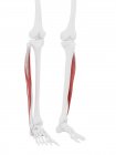 Человеческий скелет с длинной мышцей Перонеуса красного цвета, цифровая иллюстрация
. — стоковое фото