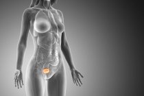 Сечовий міхур в абстрактному жіночому тілі на сірому тлі, комп'ютерна ілюстрація. — стокове фото