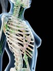Female upper body lymphatic system, computer illustration. — Stock Photo