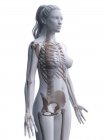 Жіночий скелет у прозорому силуеті тіла.. — стокове фото