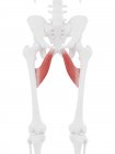 Parte scheletro umano con dettagliato muscolo rosso Adductor brevis, illustrazione digitale
. — Foto stock