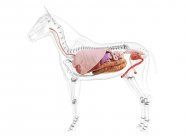 Anatomía del caballo con órganos internos visibles sobre fondo blanco, ilustración por ordenador . - foto de stock
