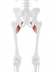 Esqueleto humano con músculo Pectineo de color rojo, ilustración digital
. - foto de stock