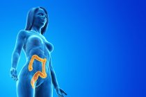 Female silhouette with visible large intestine, digital illustration. — Stock Photo