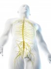 Nervios de la parte superior del cuerpo masculino, ilustración por computadora . - foto de stock