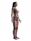 Silueta de cuerpo femenino con esqueleto visible, ilustración digital . - foto de stock