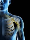Анатомия нервов плеча в мужском силуэте тела, компьютерная иллюстрация . — стоковое фото
