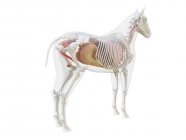Anatomia do cavalo e sistema esquelético, ilustração computacional . — Fotografia de Stock