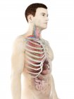Modello realistico del corpo umano che mostra l'anatomia maschile con organi interni dietro le costole, illustrazione digitale
. — Foto stock