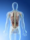 Anatomie dorsale masculine et système squelettique, illustration par ordinateur . — Photo de stock