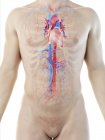 Мужской силуэт тела с анатомией сердца, компьютерная иллюстрация . — стоковое фото