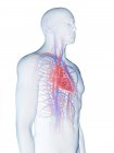 Серцево - судинна система в нормальному чоловічому тілі, комп 