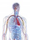Anatomía y vasos sanguíneos de la parte superior del cuerpo masculino, ilustración por computadora . - foto de stock