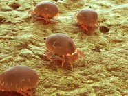 Illustrazione digitale colorata di acari parassiti della polvere . — Foto stock
