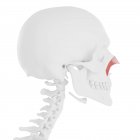 Esqueleto humano con músculo transverso Nasalis de color rojo, ilustración digital . - foto de stock