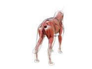 Hundesilhouette mit sichtbarer Muskulatur auf weißem Hintergrund, digitale Illustration. — Stockfoto