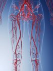 Estrutura do sistema vascular feminino das pernas, ilustração do computador . — Fotografia de Stock