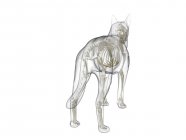 Hundesilhouette mit sichtbarem Skelett auf weißem Hintergrund, digitale Illustration. — Stockfoto