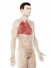 Pulmões em anatomia do corpo masculino, ilustração computacional . — Fotografia de Stock