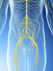 Pelvic nerves in abstract male silhouette, computer illustration. — Stock Photo