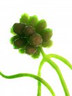 Stachybotrys Pilz auf weißem Hintergrund, digitale Illustration. — Stockfoto