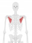 Scheletro umano con muscolo minore Pectoralis di colore rosso, illustrazione digitale . — Foto stock
