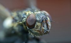 Foco seletivo da cabeça da mosca, macrofotografia. — Fotografia de Stock