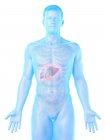 Anatomy of liver in male body silhouette, digital illustration. — Stock Photo