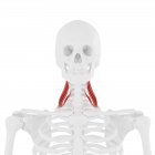 Human skeleton with detailed red Middle scalene muscle, digital illustration. — Stock Photo