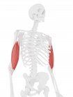 Parte scheletro umano con dettagliato muscolo rosso Bicipiti brachii, illustrazione digitale . — Foto stock