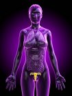 Abstract female body with visible uterus, digital illustration. — Stock Photo