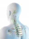 Lymphknoten des männlichen Halses und Kopfes, Computerillustration. — Stockfoto
