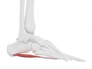 Menschliches Skelettstück mit detailliertem roten Abductor digiti minimi Muskel, digitale Illustration. — Stockfoto