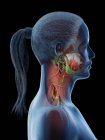 Frauenkörper zeigt Hals-Anatomie, Computerillustration. — Stockfoto