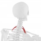 Скелет человека с красным цветом спинной мышцы, цифровая иллюстрация
. — стоковое фото