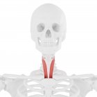 Modello di scheletro umano con muscolo Sternotiroideo dettagliato, illustrazione del computer . — Foto stock