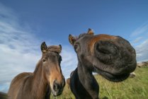 Primer plano de dos caballos mirando en cámara con efecto ojo de pez en pradera verde bajo cielo azul con nubes . - foto de stock