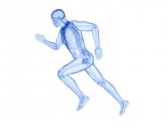Skelett im Körper des Läufers in Aktion, Computerillustration. — Stockfoto