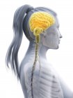 Farbiges Gehirn im weiblichen Körper, Computerillustration. — Stockfoto